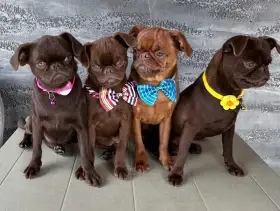 Chocolate Brussel Griffon Petit Brabançon (Smooth Brussel Griffon) štěňata