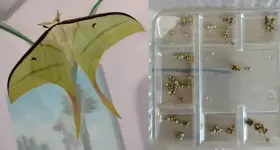 Vajíčka Actias selene