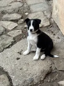 Border Kolie bez PP