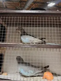 Priceska modrá / štěpitelná na albino - 0,1