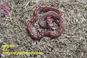 Užovka červená (P.guttatus) - Ultramel Okeetee Tessera  Reverse Okeetee Tessera