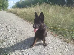 Německý ovčák