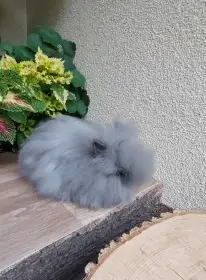Zakrslý králík TEDDY - samička