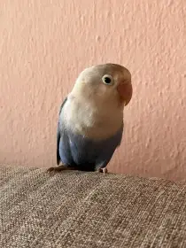 Agapornis Fišerův