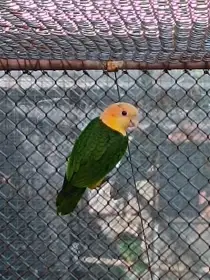 Amazonek belobrichy