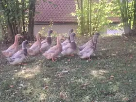 Prodám kačery kachny saské