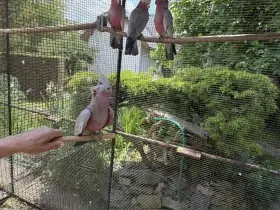 Kakadu růžový, ručně dokrmene
