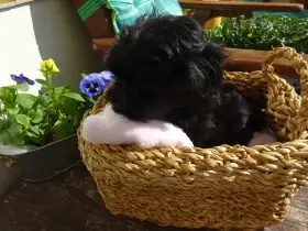 Ruská barevná bolonka fenka