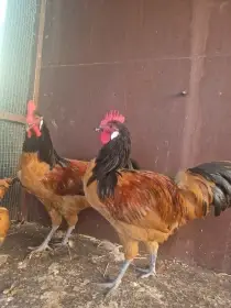 3 hodny kohouti