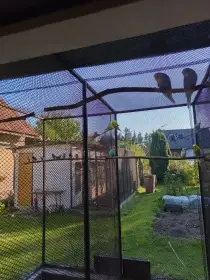 Prodám andulky