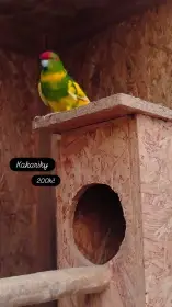 Papošci, andulka