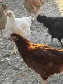 mix