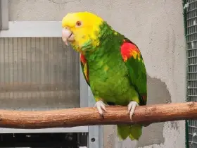 Amazoňan