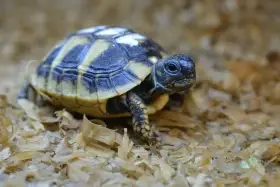Mláďata suchozemských želv  plně vybavená terária