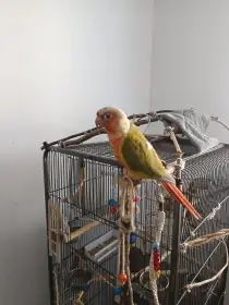 Darují do dobrých rukou