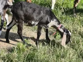 AN kozička po elitní matce