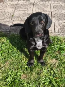 Hledá se aktivní parťák pro 11 měsíčního křížence labradora