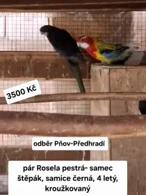 Rosela pestrá samec stěpák a samice černá ( pár)