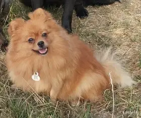 Německý špic malý s PP – štěňata - orange a orange-sable