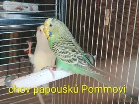 Papoušci, zebřičky a zlatý bažant r.2026