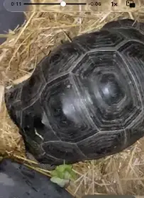 Aldabrachelys giganteakorytnačka obrovská