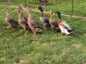Prodám indické běžce