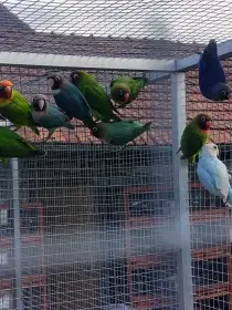 Agapornis hnědohlavý (nigrigenis)