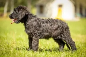 Briard
