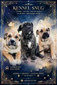 Perro dogo mallorquin-Perro de Presa mallorquin-Ca De Bou - Bulldog z Malorky
