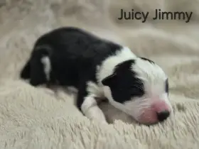 Juicy Jimmy