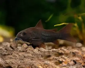 Corydoras Venezuela black