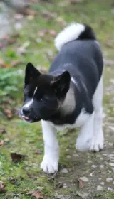 Americká akita