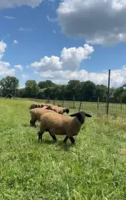 Prodáme čistokrevné beránky plemene Suffolk