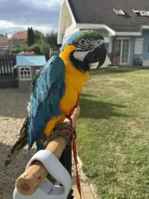 Ara ararauna