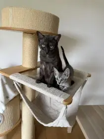 Maminka ve vzácné kouřové barvě