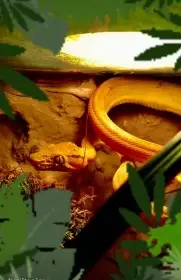 Psohlavec orionický terrarium