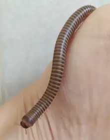 Mnohonožky Atopochetus spinimargo a Telodeinopus aoutii, isopody
