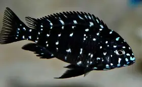 Tlamovci Tanganyika Tropheus