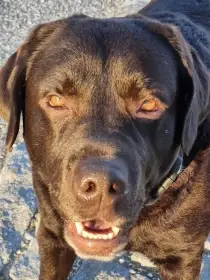 Nabízím ke krytí našeho miláčka hnědý LABRADOR s PP, pozor není uchovněný