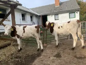 Jalovice Čestr