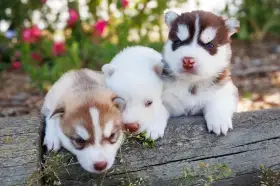 Sibiřský husky