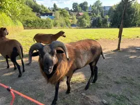 Kamerunský beran