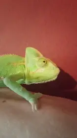 Chameleon jemenský mláďata.