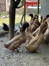 Kachny orpingtonské hnědožluté