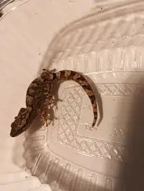 0.1