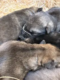 Štěňátka Kříž. Českosl. vlč. X Husky X Němec.ovč.
