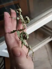 Extatosoma tiaratum