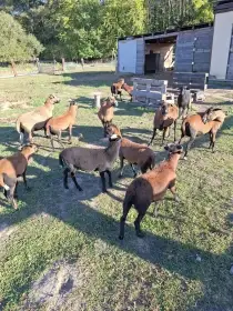 Jehňata ovce kamerunské