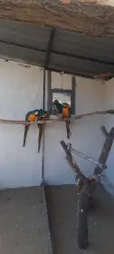 Ara Ararauna