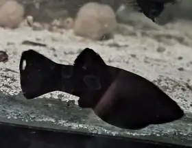 Black Molly
